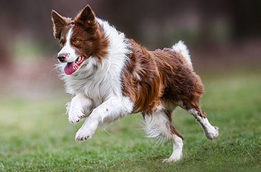 dog resting on grass with person sitting nearby petting it enjoying outdoor time with three colors in fur