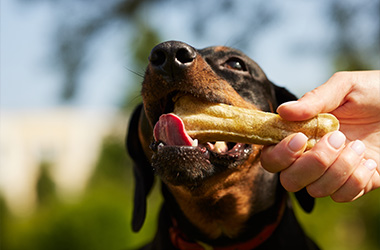 happy dog enjoying treat being handed by owner with outdoor setting in background companionship and care for two pets