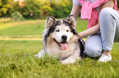 paw print with check mark symbol suitable for pet care and animal health
