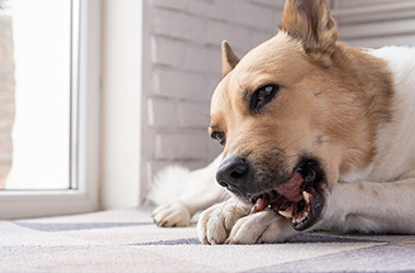 dog chewing treat indoors near window with number 14 in focus for training and playtime