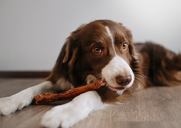 brown and white dog chewing on a bone in a cozy indoor setting playful pet behavior 11 dog toys 11 treats
