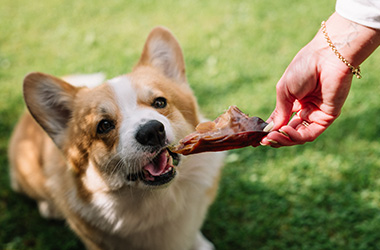 Corgi dog happily eating a treat from a person's hand enjoying moments outdoors with potential dog training tips for 10 different breeds