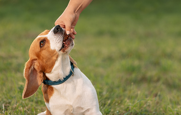 green circular icon featuring two leaves representing nature and sustainability in an eco-friendly context perfect for 8 plants or tips