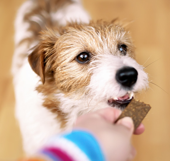 happy dog receiving a treat while person hands over a dog biscuit 9 ways to train your pet