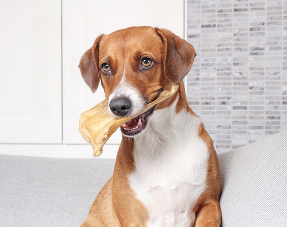 dog sitting on a couch with a bone in its mouth enjoying its snack time