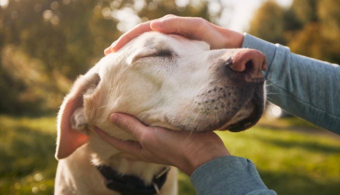 a person gently petting a happy dog with closed eyes in a natural outdoor setting providing affection and comfort for four-legged friend
