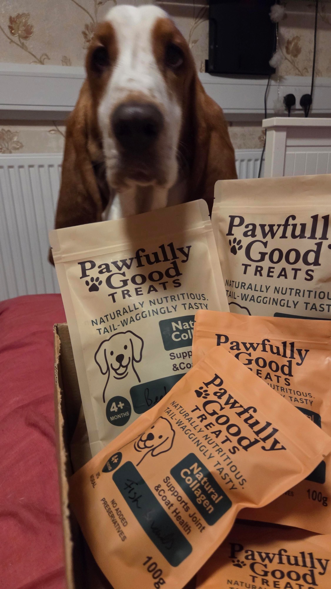 collagen based treats being enjoyed by Hudson