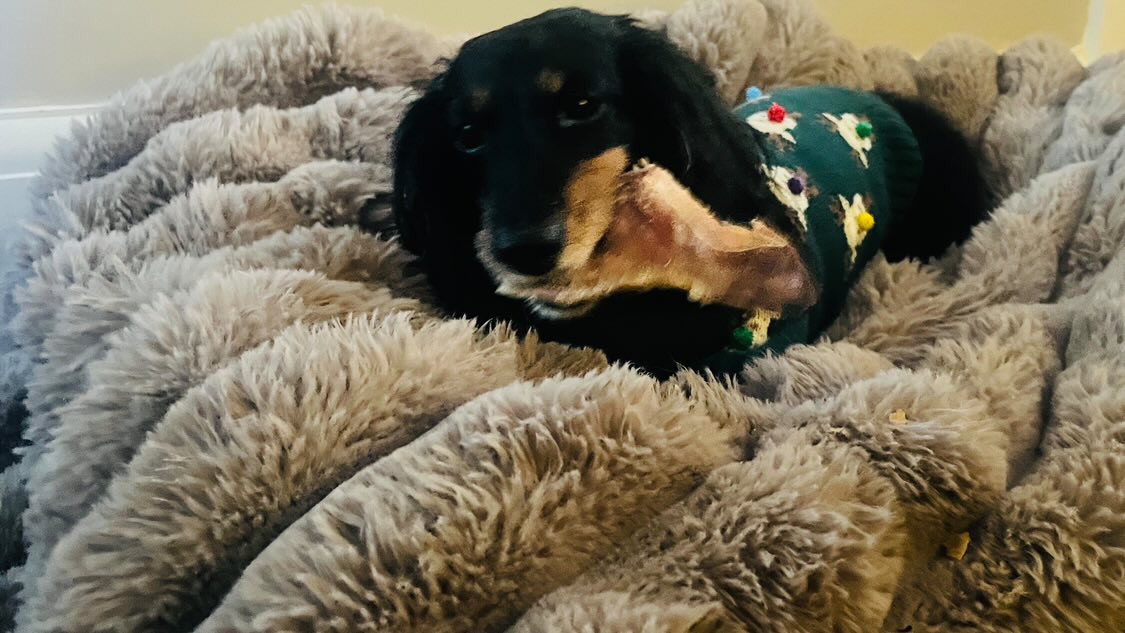 willow enjoying a pigs ear